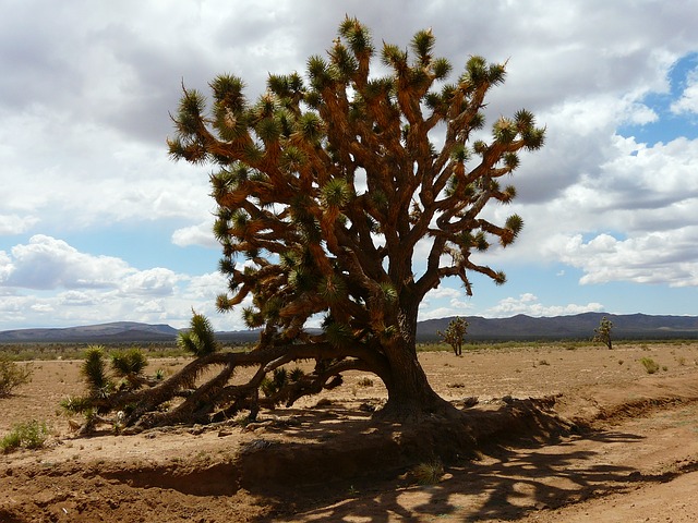 Joshua Tree as a magical desert spot