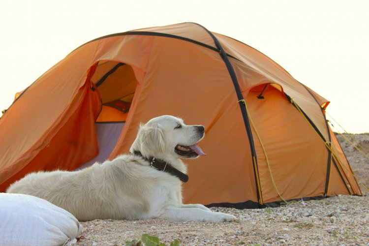 Health and Safety Tips for Camping With Your Dogs