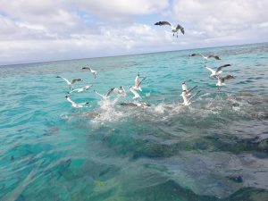 Birds at Green Island.