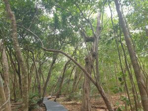 Green Island inland path